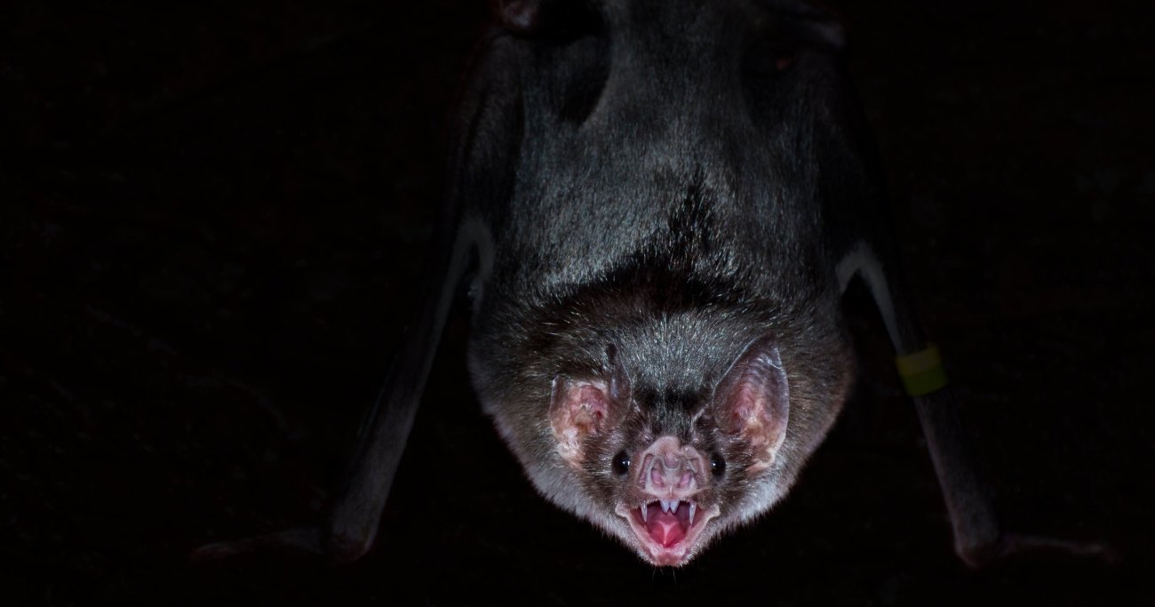 獲物に静かに近づき、メスのような歯を脇腹に食い込ませ、皮膚を切り裂き、吹き出た血液を貪るように飲む…「吸血コウモリ」に襲われた動物の悲惨な結末とは