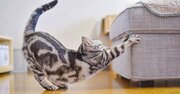 【猫の日】「猫専用アパート」の大家が入居者に“ねこ検定”取得を求める納得の理由〈再配信〉