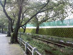 川沿いに美しい緑道が伸びる街「柿の木坂」