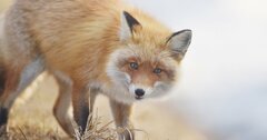 「ごん、お前だったのか」兵十の言葉にごんは…『ごんぎつね』で学ぶビジネスのヒント