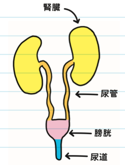 腎臓と膀胱のイラスト。