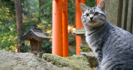 ネコの“祖先”はいつ日本にやってきた？「ゲノム解析」で日本のネコの来歴が判明