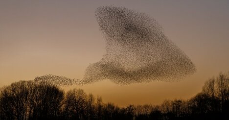 「100万羽」以上の集団で夕方の空を舞い、ほぼ完璧な調和を保ったまま飛び続ける…中世のヴァイキングから“黒い太陽”と呼ばれた「すごい鳥」とは？