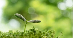 太陽光をたくさん吸収するなら「黒」では？植物の葉っぱに緑色が多い意外なワケ