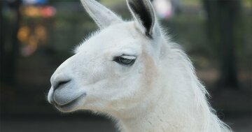 動物の「ラマ」の抗体がコロナ治療に有効!?最終的には点鼻スプレー化も!?