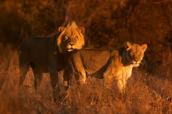欲望を満たすために狩猟し「命」を奪う…アフリカの「トロフィー・ハンター」に狙われた野生動物「ビッグ5」の悲劇