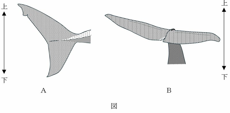 【中学受験の良問・理科】「クジラの尾びれはどっち？」…クジラとサメの違いを聞く「生物」の問題