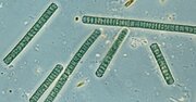 存在しなければ人類も誕生していなかった？「カタカナ8文字」のスゴイ生物とは？