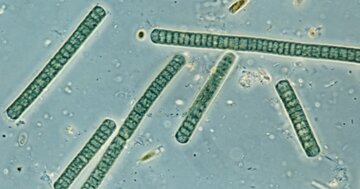 存在しなければ人類も誕生していなかった？「カタカナ8文字」のスゴイ生物とは？
