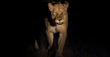 【アフリカの夜、ライオンが怖くて眠れない…！】動物行動学者の面白エピソードが満載で話題の本とは？