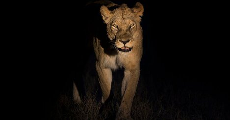 【アフリカの夜、ライオンが怖くて眠れない…！】動物行動学者の面白エピソードが満載で話題の本とは？