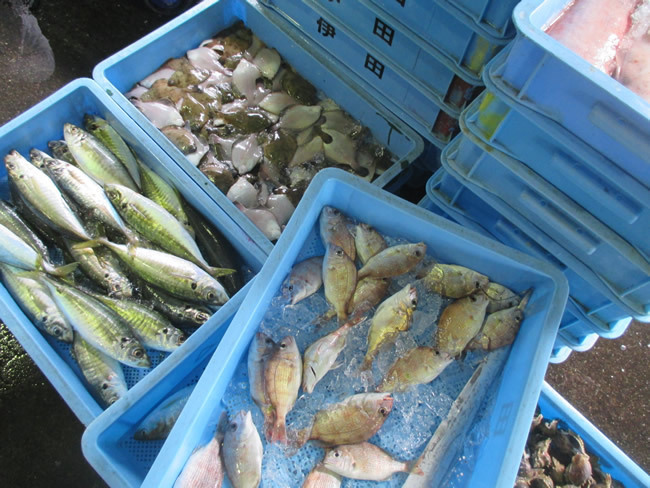 実は今も魚の宝庫！大阪は漁業が盛んな街だった