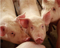 北米の養豚場に熱い視線！<br />商社が“ブタ確保”に動く理由