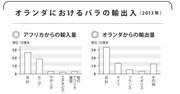 「アフリカのバラがオランダに集まる理由」気候と経済をつなげて考える