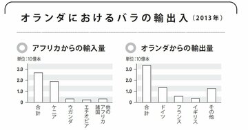 「アフリカのバラがオランダに集まる理由」気候と経済をつなげて考える