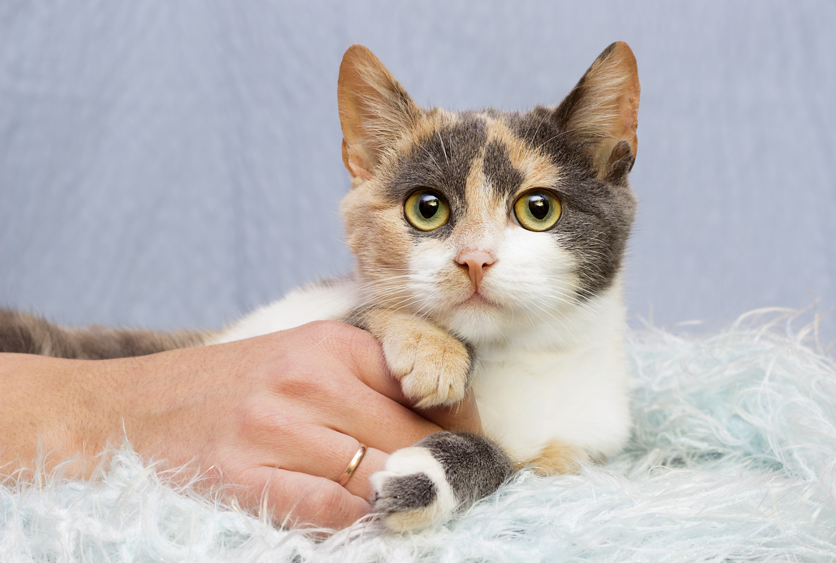 猫も嫉妬する。でも、うちの猫にはもっと賢い知恵があった!