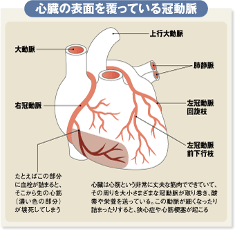 心臓の表面を覆っている冠動脈