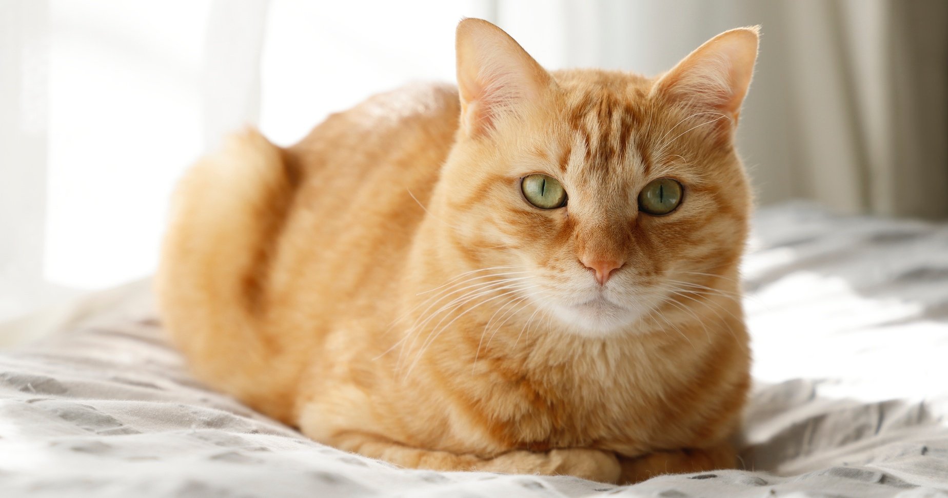 「猫の長寿化」で顕在化する慢性疾患、愛猫の“穏やかな余生”のために飼い主ができること - ウェルビーイングの新潮流