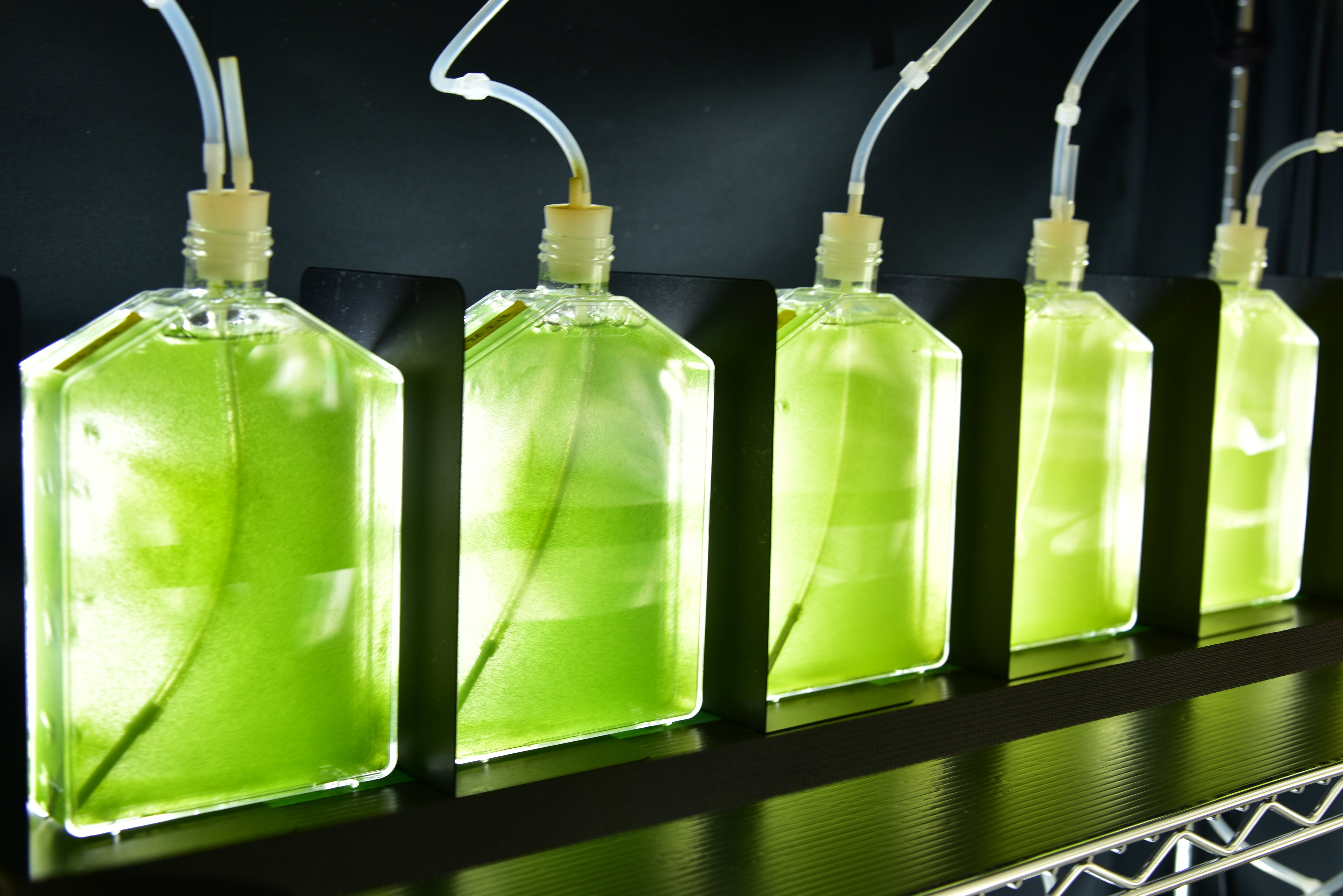 研究所内の藻類