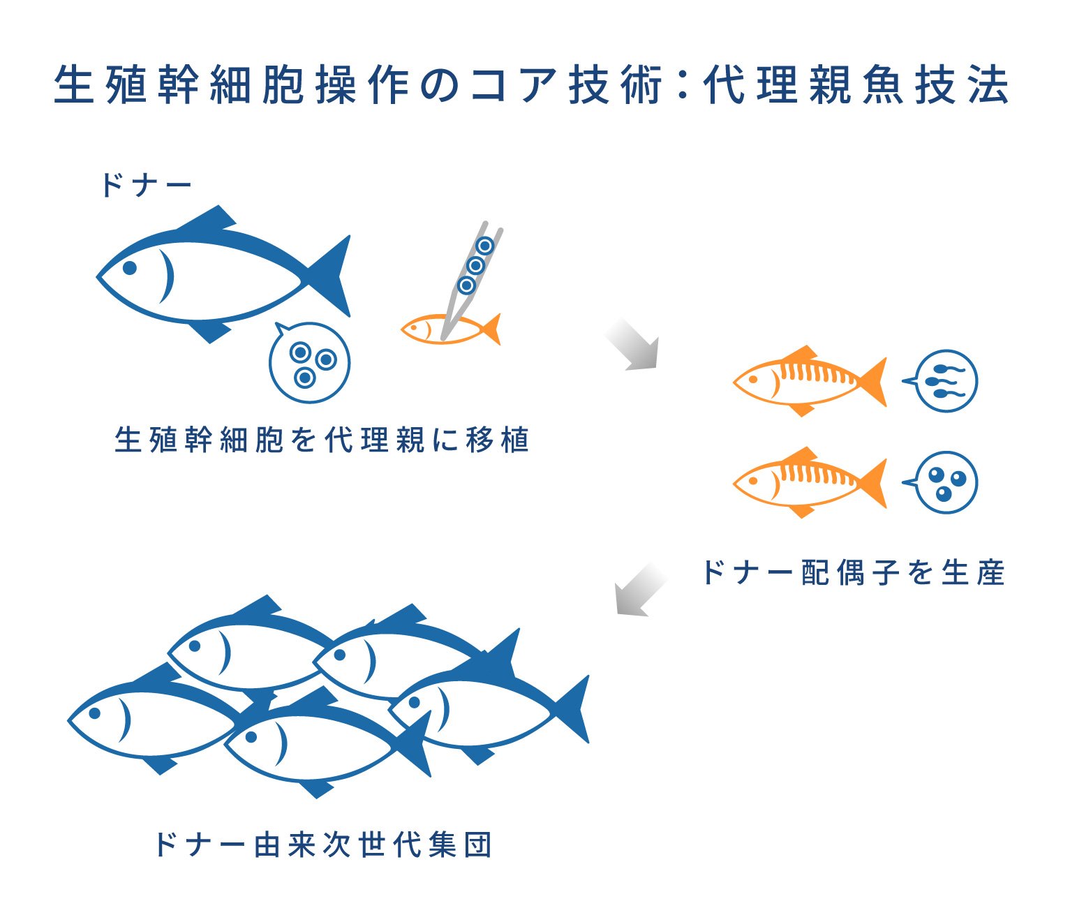 代理親魚技法のイメージ