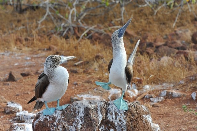 世界のユニークな鳥たち選 極彩色 飛べない 擬態する 地球の歩き方ニュース レポート ダイヤモンド オンライン