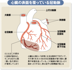 総患者数100万人の「心臓病」肥満、ストレスに要注意!