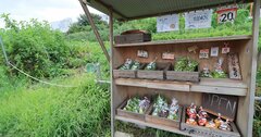 田舎の野菜無人販売所が、お金を盗まれても対策しない深いワケ