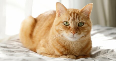 「猫の長寿化」で顕在化する慢性疾患、愛猫の“穏やかな余生”のために飼い主ができること