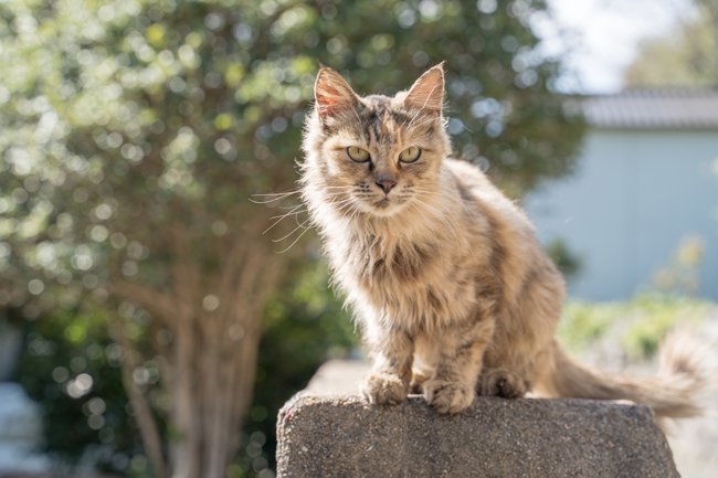 猫を飼うなら 保護猫 をぜひともオススメしたい理由 井の中の宴 武藤弘樹 ダイヤモンド オンライン