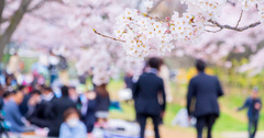 花見と歓迎会で取るべき行動、「酒で失敗」が出世の鍵!?