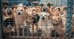 韓国人の9割が「もう犬肉料理を食べない」、理由は2つ