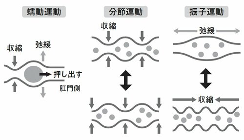 図表：腸が行う3種類の運動