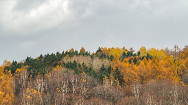 北海道旅行の最新情報、晩秋にだけ楽しめる曇天映えの「第2の紅葉」とは【写真付き】