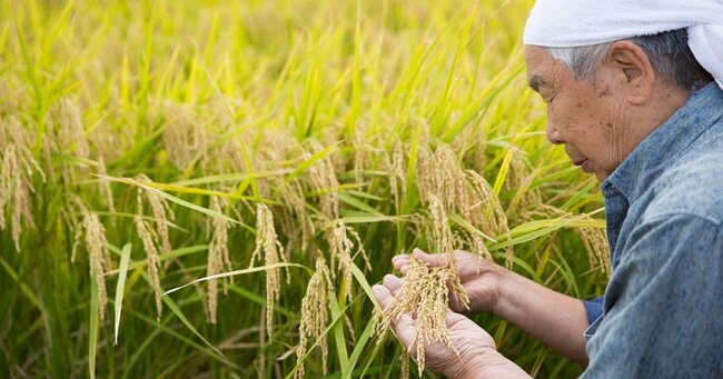 米農家の男性のイメージ