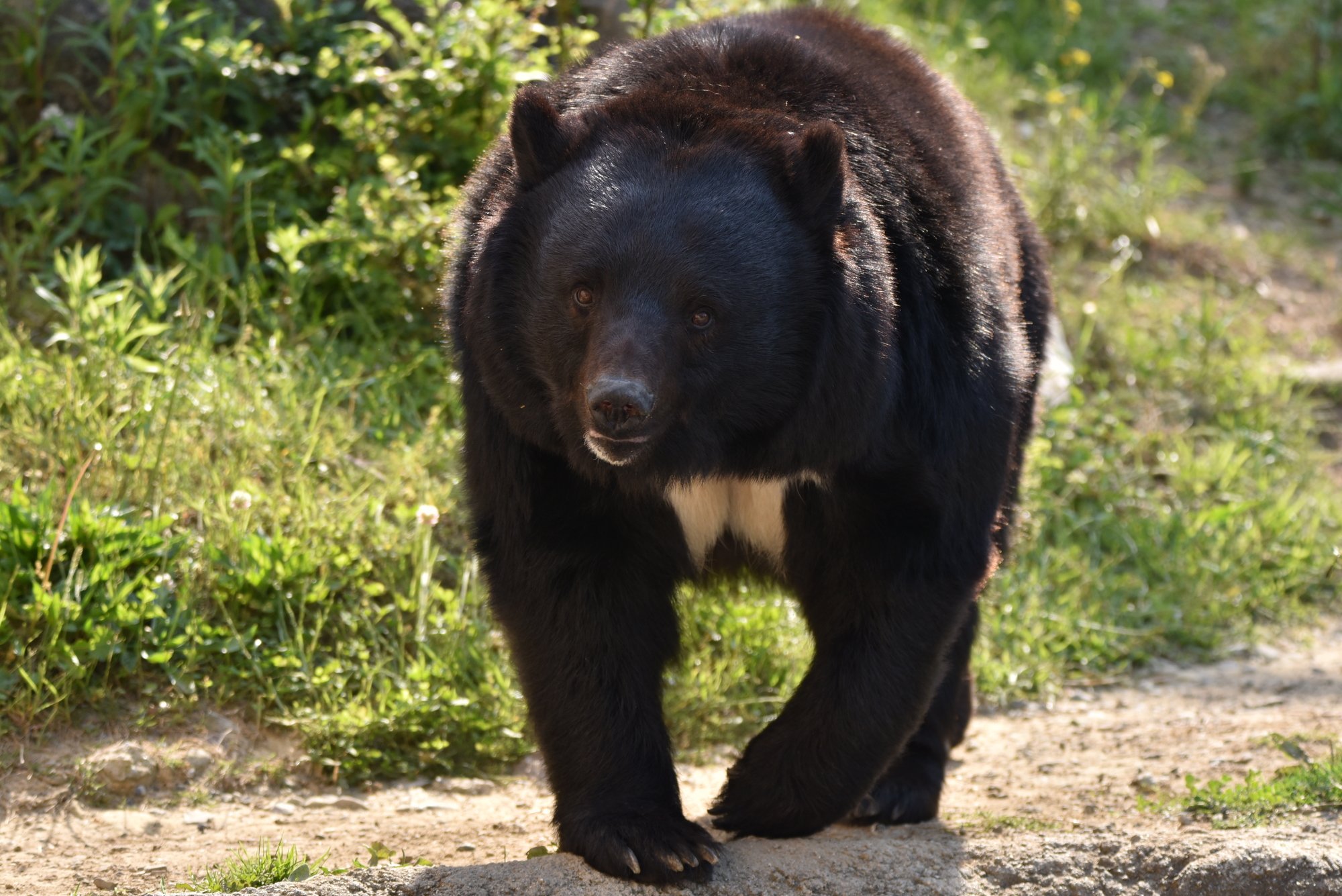 目をそらした瞬間にクマは襲い掛かってくる