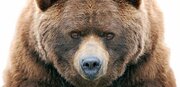 【どうすれば助かる!?】テントを開けたら目の前にクマ。動物学者が教える「いのちを守る」行動とは？