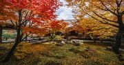 【京歩きの達人がこっそり教えます】世界遺産の穴場スポットで今年最後の「紅葉」を！