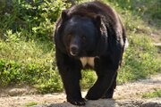 クマが必ず出現する「絶対に近づいてはいけない」場所とは？【猟師歴40年のベテラン直伝】