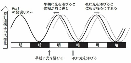 図表1：光によって時計遺伝子の位相がずれる