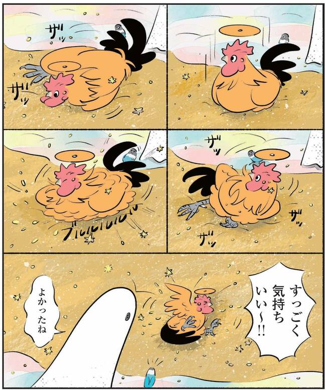 それでも砂浴びを勧められ、ピカピカになるコッコ
