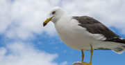 無駄に面白い！鳥類学者の日常と研究