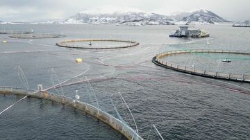 サーモンの価格高騰、片棒担ぐ吸血シラミ