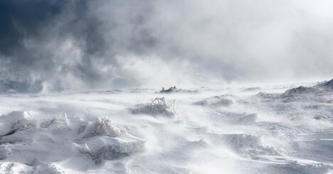 「すべてがメスで無性生殖だけで生きており、完全な脱水状態や凍結状態でも生き延びる…」。“永久凍土”からも発見、約2万4000年前の状態からも蘇生する「衝撃の生物」の正体とは？