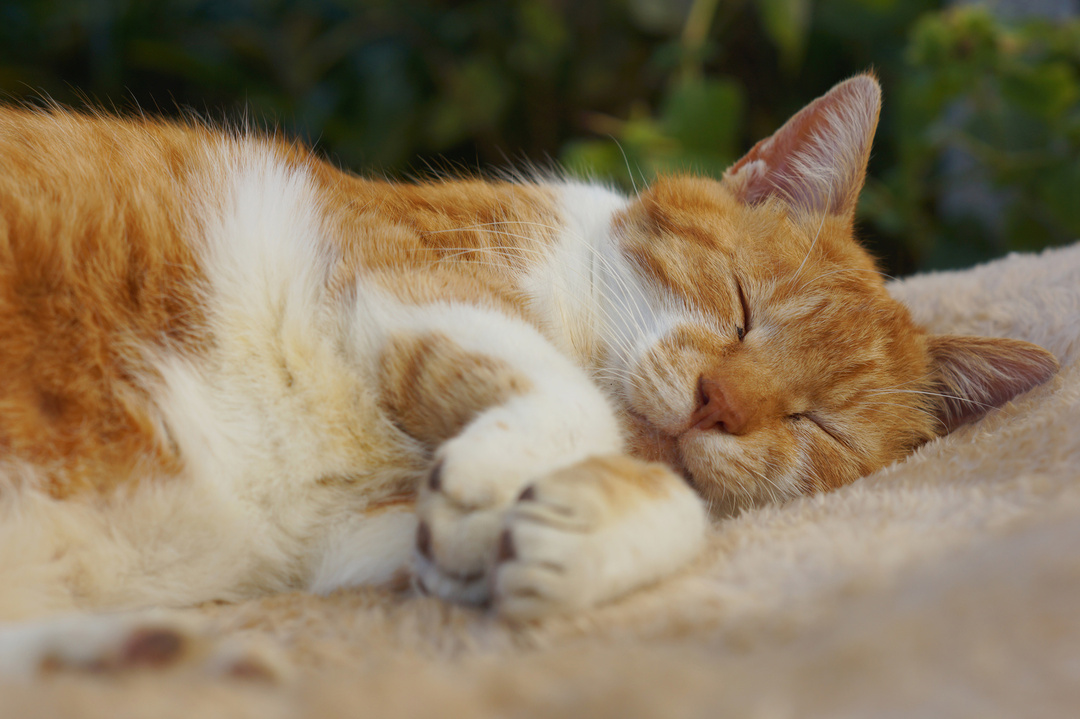 フランスでベストセラー！世界22ヵ国で翻訳！<br />猫はよく眠っているけど、眠る＝何もしていない、は大間違い！<br />