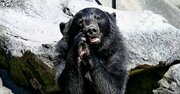 クマ被害続出の日本列島に根強く残る「かわいいクマさん幻想」の病理