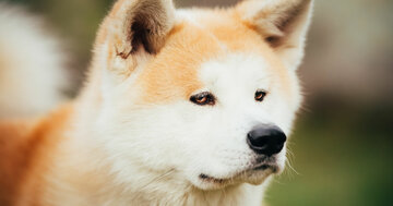 秋田犬は本当に忠犬か?ハチ公の美談には裏話も