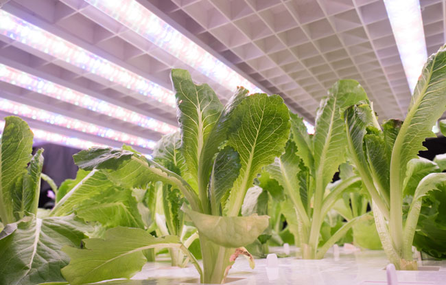 野菜工場から野菜を調達するコンビニが増え始めた