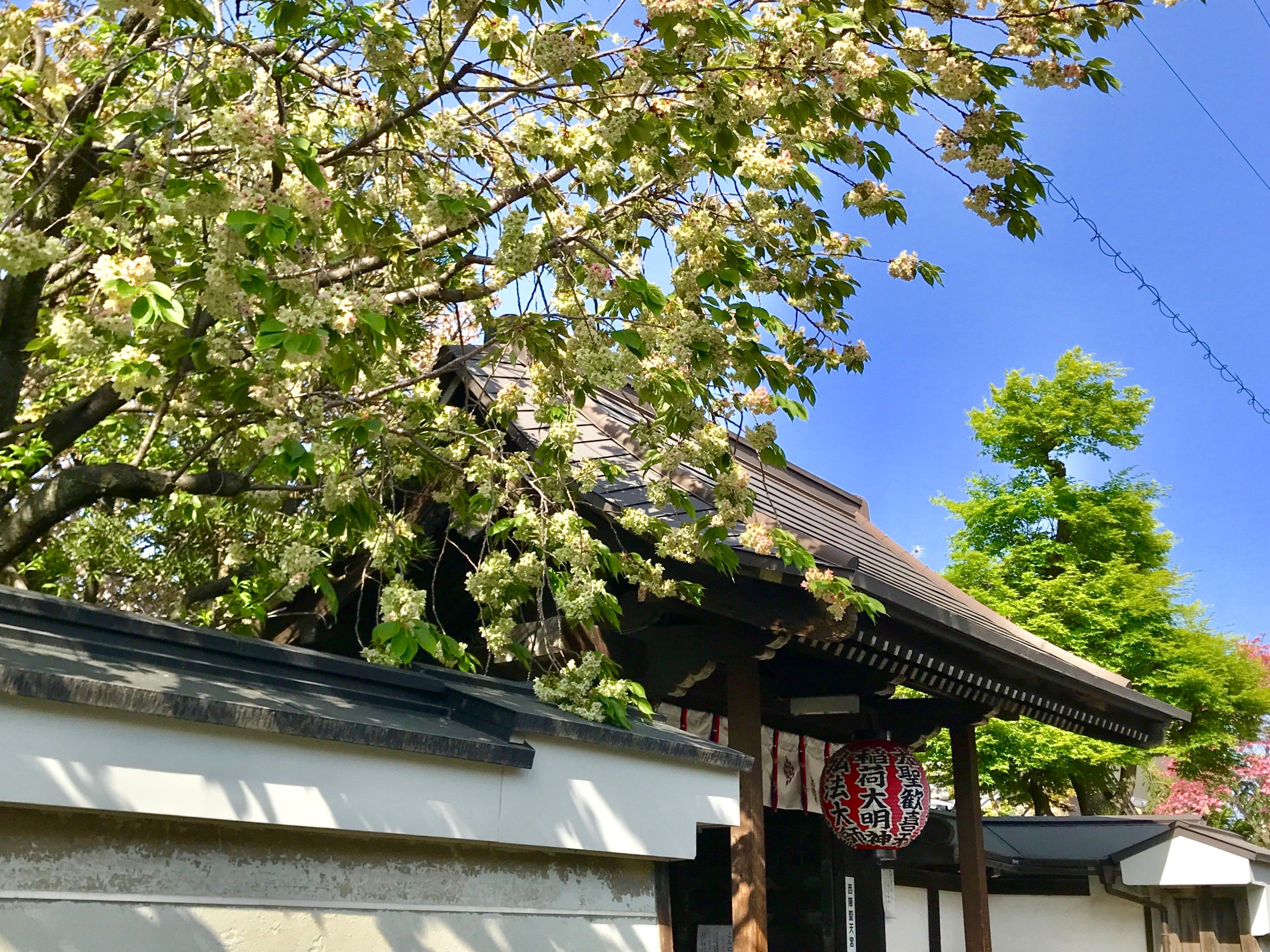 御衣黄桜