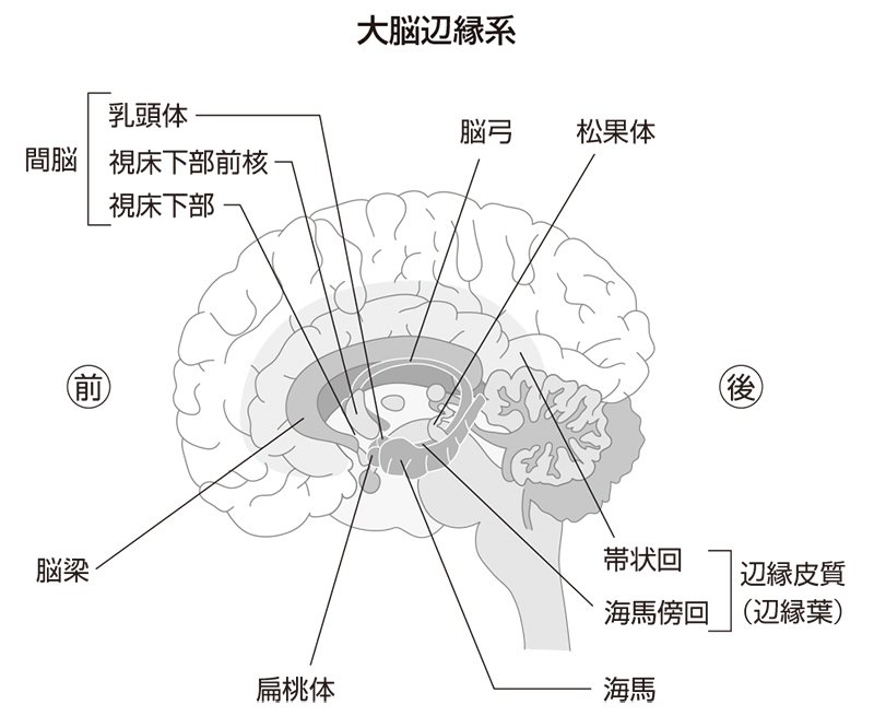 大脳辺縁系の図
