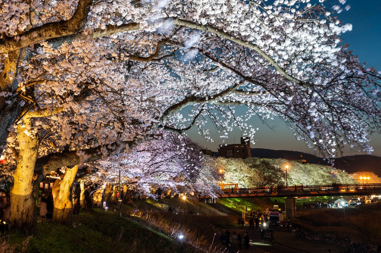 写真：足羽川桜並木の夜桜